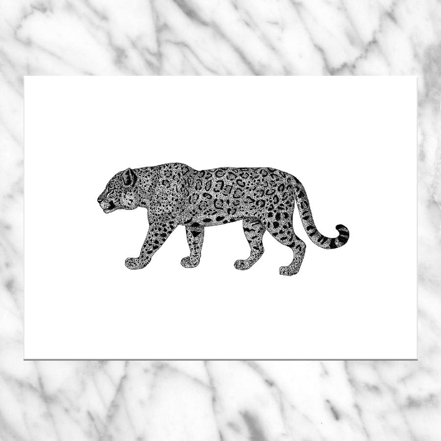 Panthera Onca- Carte postale