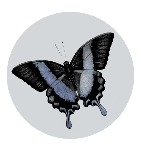 Papillon - Sticker – Tattoo Kapris